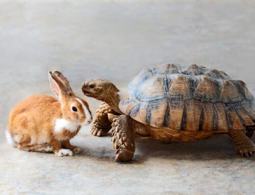 Make sure you never fall backwards on your rabbit, keep in touch with your turtle